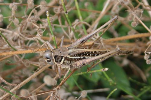 Réf. 274 182 : Decticus albifrons